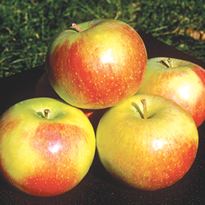 Semi-Dwarf Apples