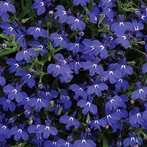 Lobelia