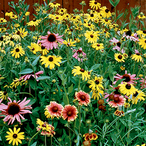 Annual Flower Mix