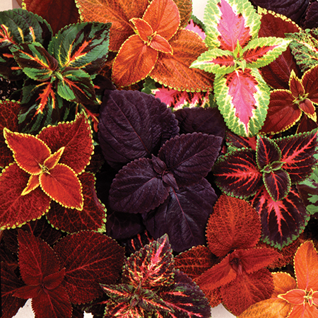 Coleus