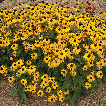 Rudbeckia