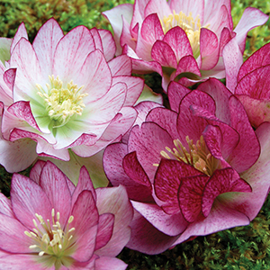 Helleborus