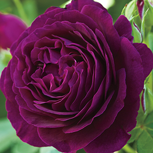 Rose Rootstocks Garden Guide