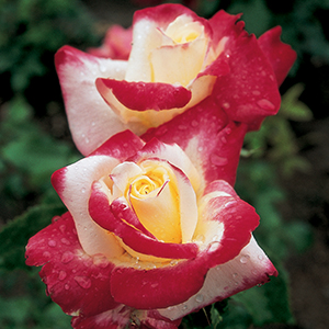 Rose Spacing & Container Sizes Garden Guide