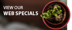 Web Specials