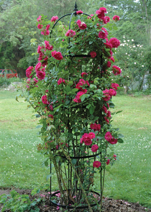 Small Rose Pillar Obelisk 62"