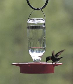 Small (8 oz.) Hummingbird Feeder