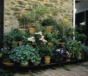 Tiered Plant Stand Combination