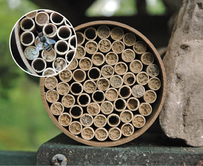 Jumbo Mason Bee Nest Kit (92 Tubes)
