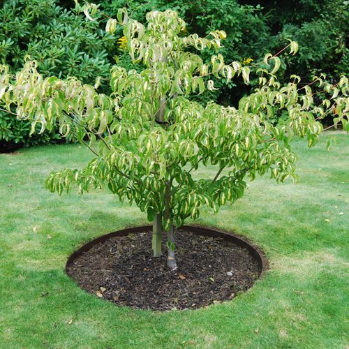 EverEdge Classic Tree & Garden Rings