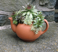 Extra Large Teapot Planter