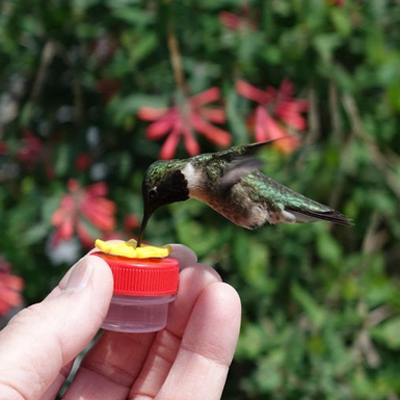 HUM-Button™ Hand Held Hummingbird Feeder (single)