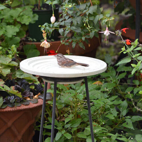 Nature Oasis Bird Bath & Drinker and Garden Stand Combo