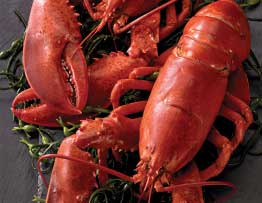 fresh whole live lobsters delivered by mail order