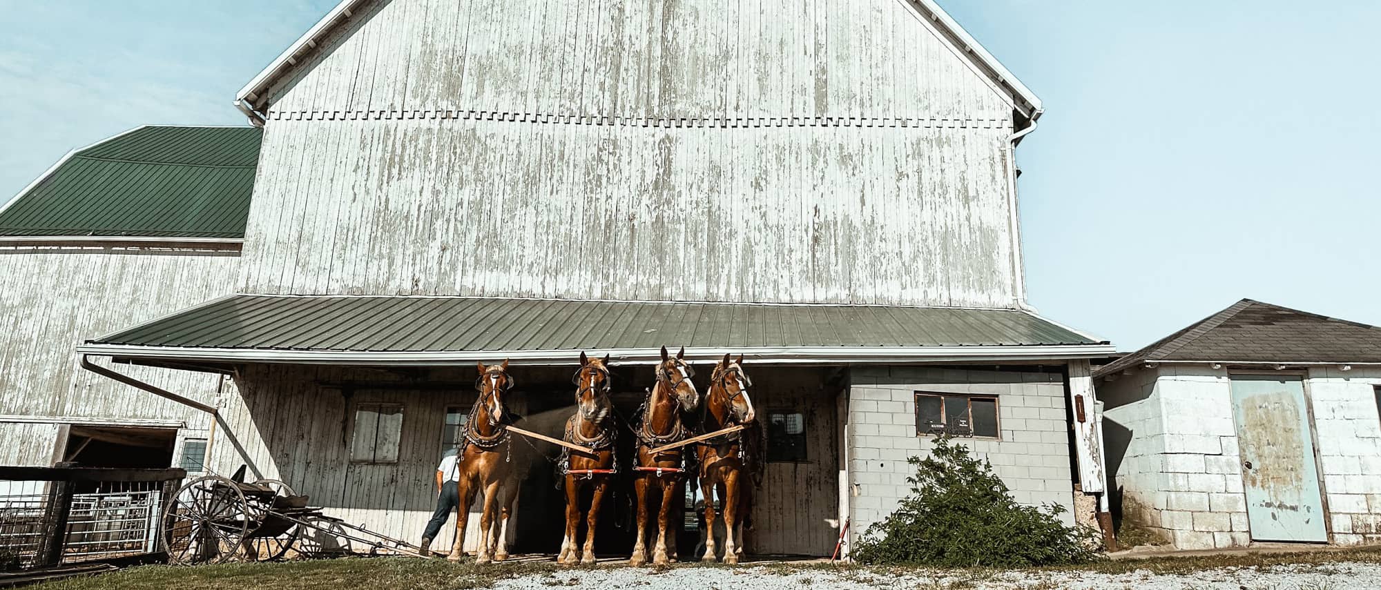 An Amish man prepares his plow horses to work the fields