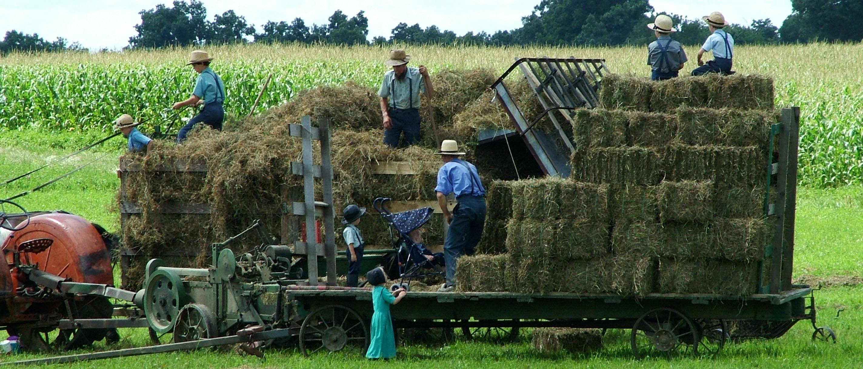 Amish family bailing hay