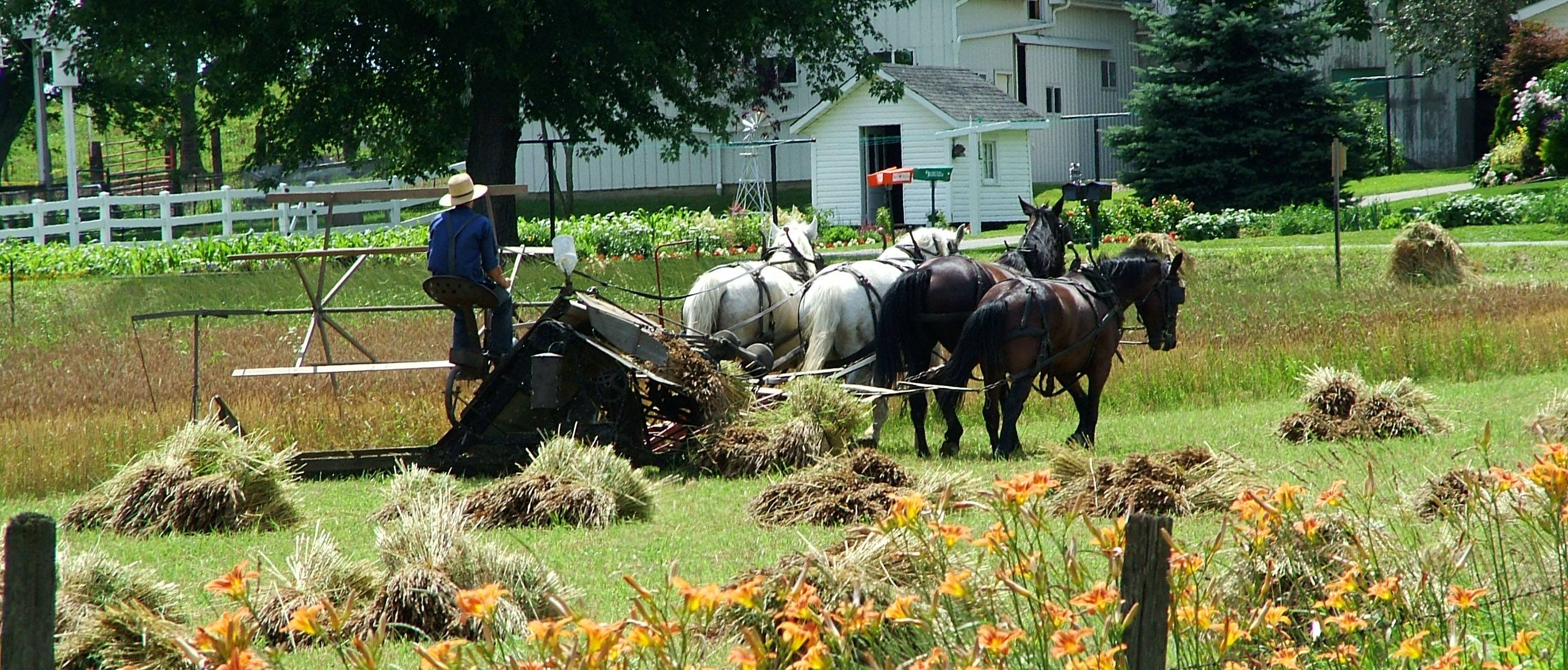 Amish farmer shocking hay for drying
