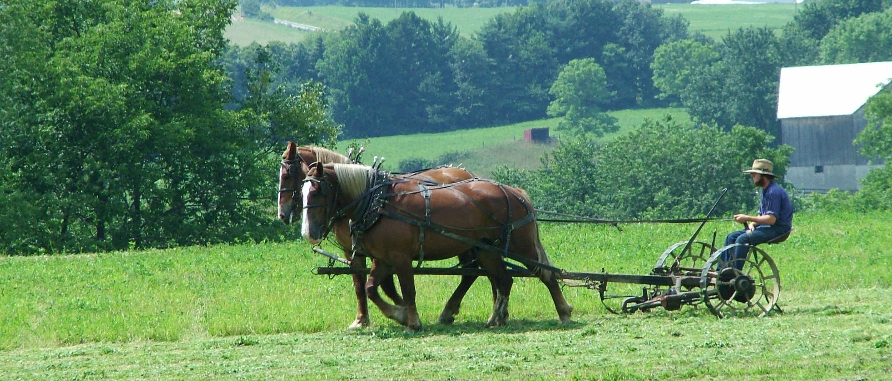 Amish farmer mowing field using horse drawn equipment