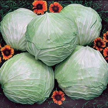 Premium Late Flat Dutch Cabbage Seeds