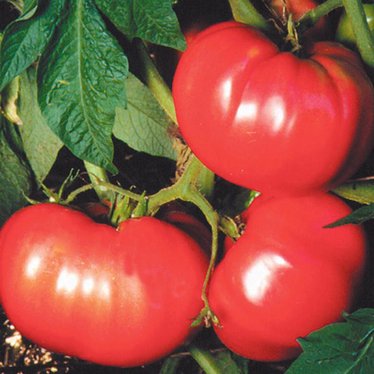 German Pink Tomato Seeds