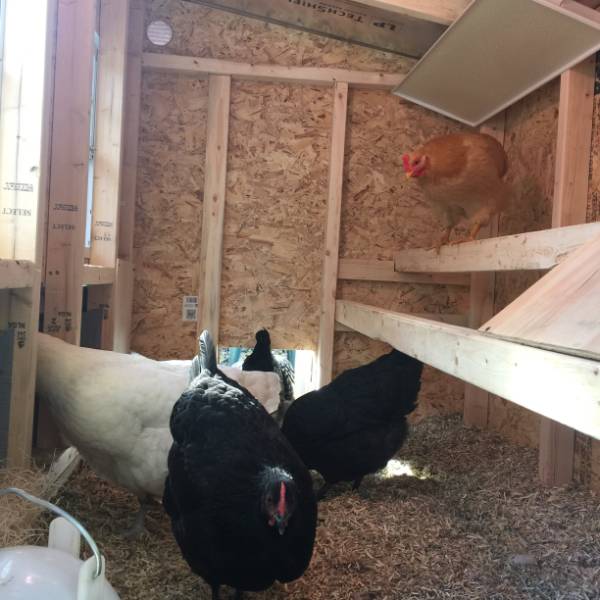 OverEZ Chicken Coop, Amish Made Lehman's