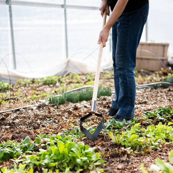 PushPull Hoe, Cultivating and Weeder Hoe Lehman's