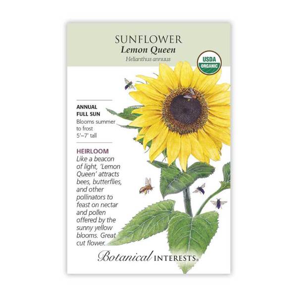 Lemon Queen Sunflower Seeds - Organic