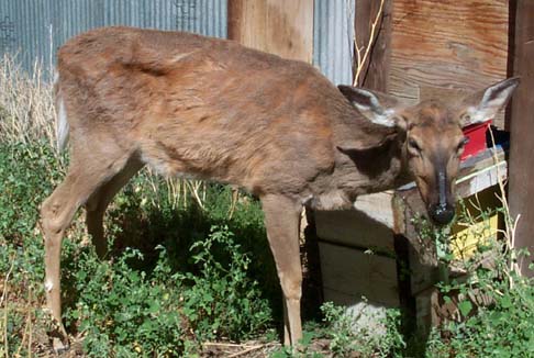 What Chronic Wasting Disease Looks Like in Deer