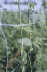 Garden/Crop Netting
