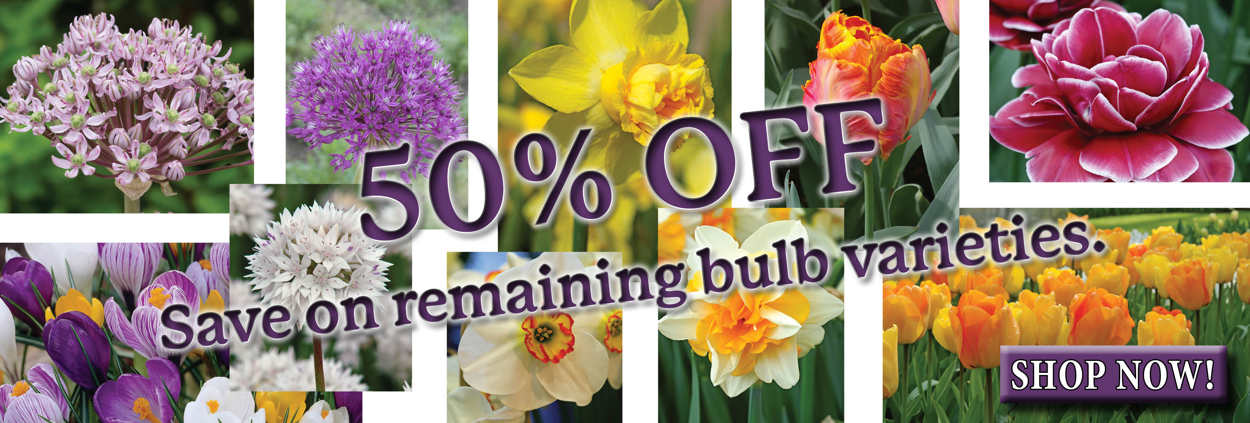 Fall Bulbs 50% Off
