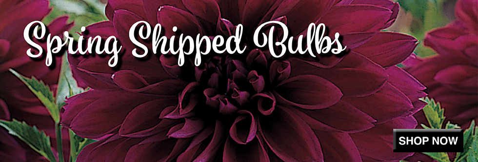 Spring Shipped Bulbs