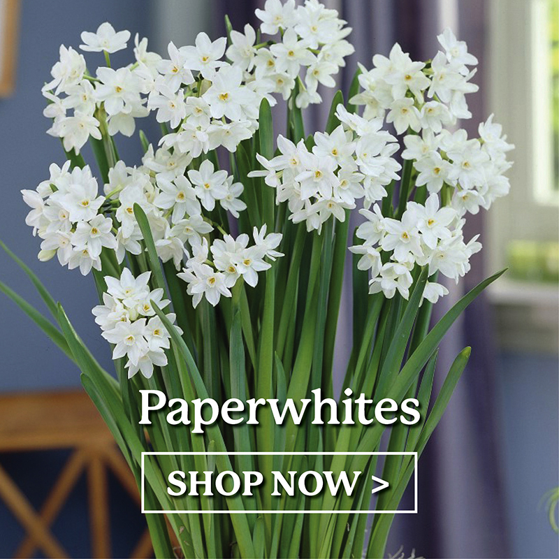 Paperwhites
