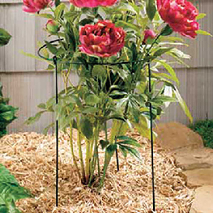 Grow-Through Plant Supports, Set of 3