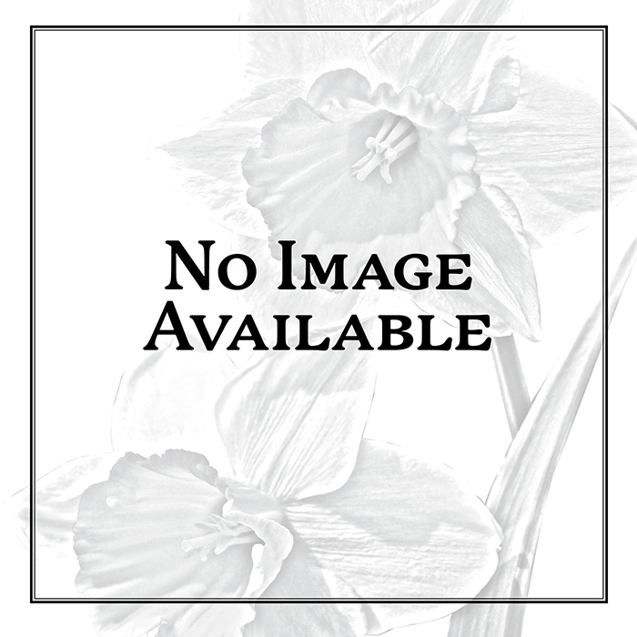 Anemone Coronaria Bride