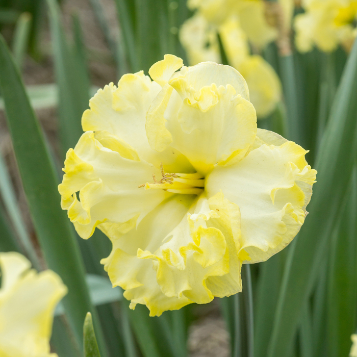Sunnyside Up Daffodil