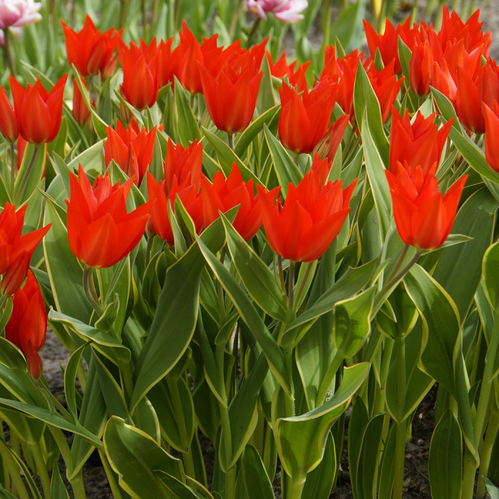 Bloemenlust Tulip