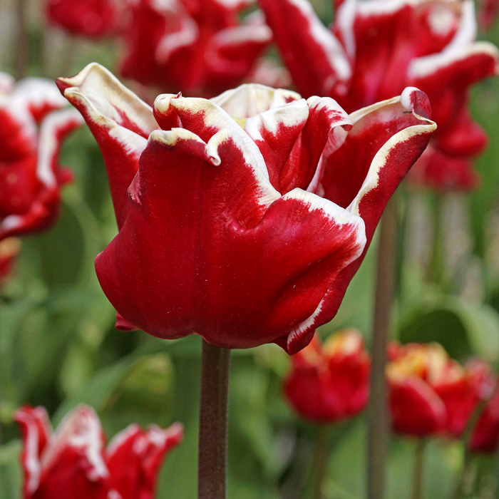 Elegant Crown Coronet Tulip