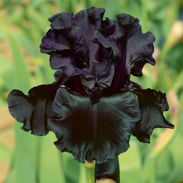 Black Is Black German Bearded Iris