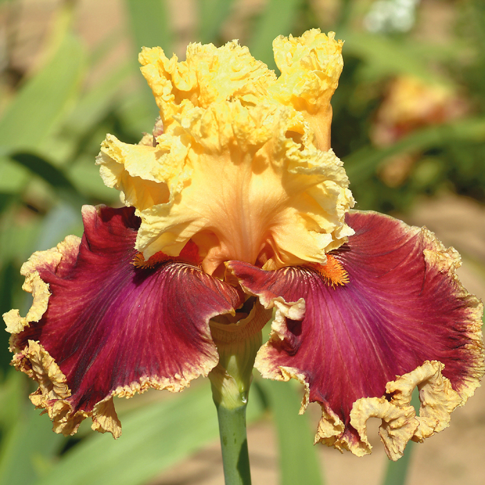 Decadence German Bearded Iris