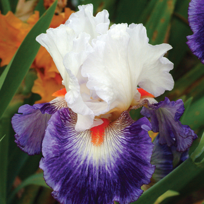 Gypsy Lord German Bearded Iris