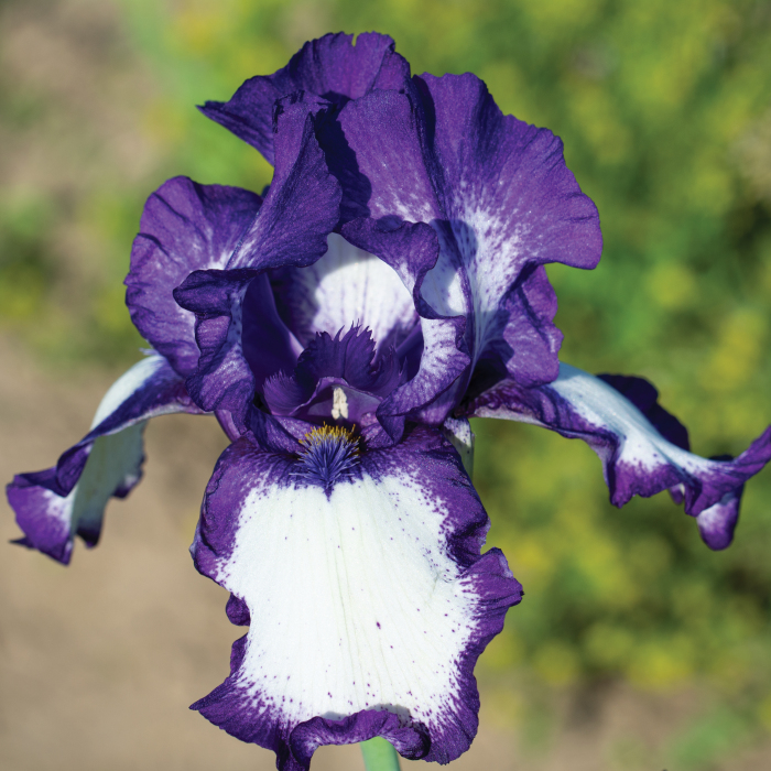 Stepping Out German Bearded Iris