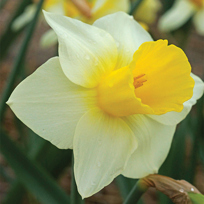 Bravoure Daffodil