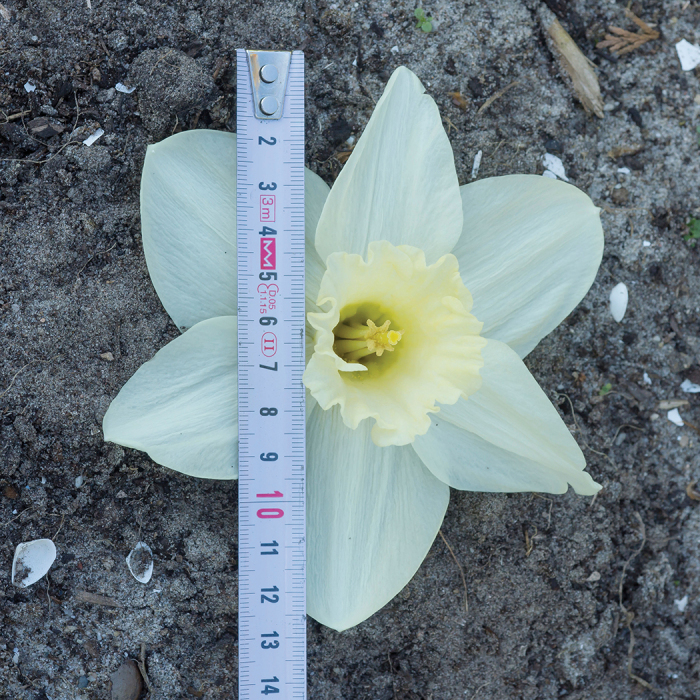 Watch Up Daffodil