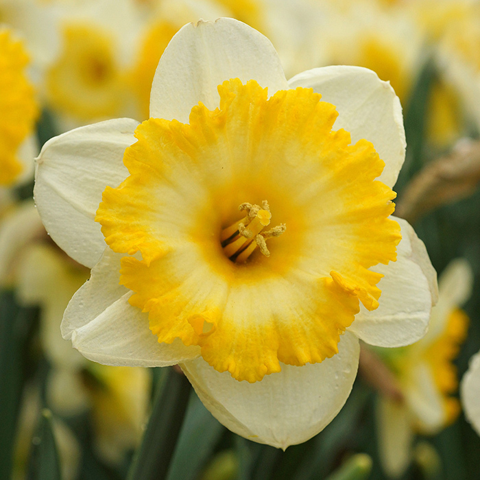 Bright Sun Daffodil