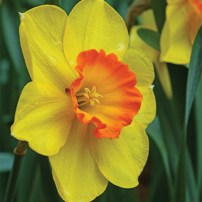 Delibes Daffodil