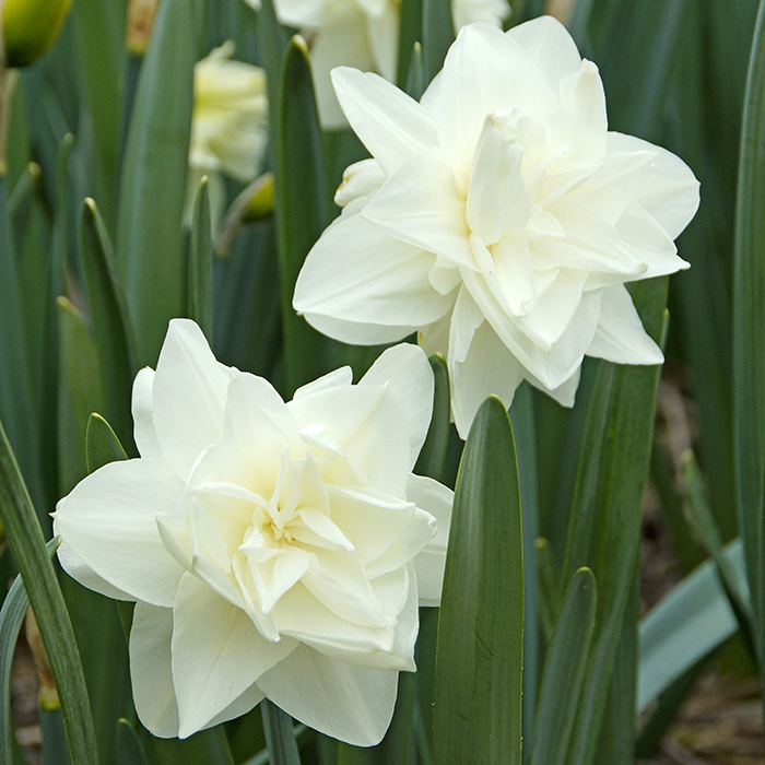White Medal Daffodil