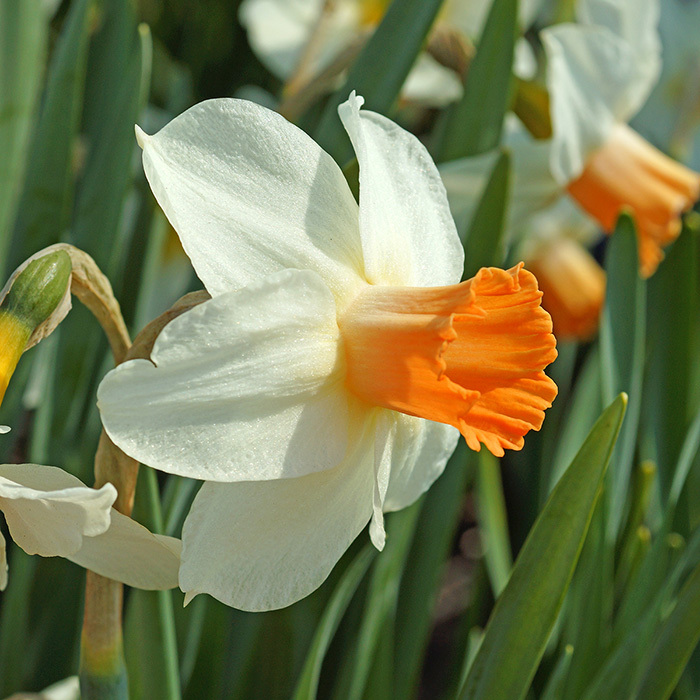 Kaydee Cyclamineus Daffodil