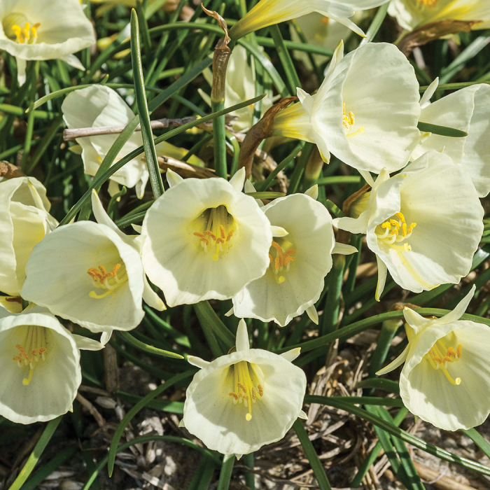 White Petticoat Bulbocodium Daffodils