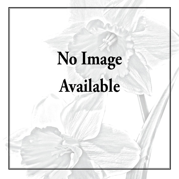 Argenteovariegata Fritillaria