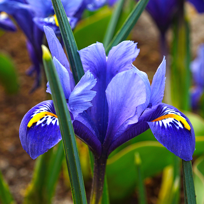 Rhapsody Iris Reticulata